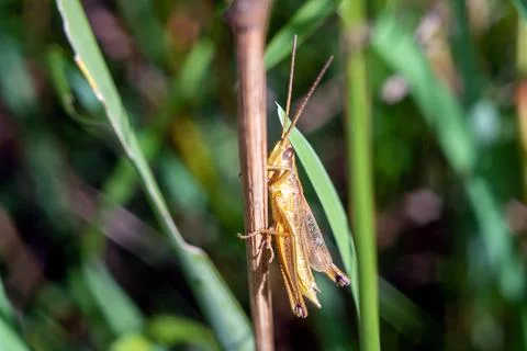 Grasshopper on grass blade macro Fotos de archivo