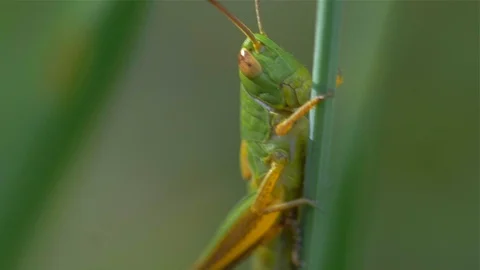 Grasshopper on of Grass with Blur Green Background. Video stock 110029563