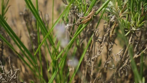 Grasshopper in the grass close-up Stock Footage 240871476