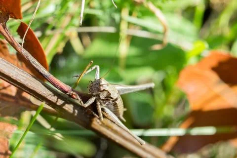 Grasshopper in the grass, close-up Stock Photos