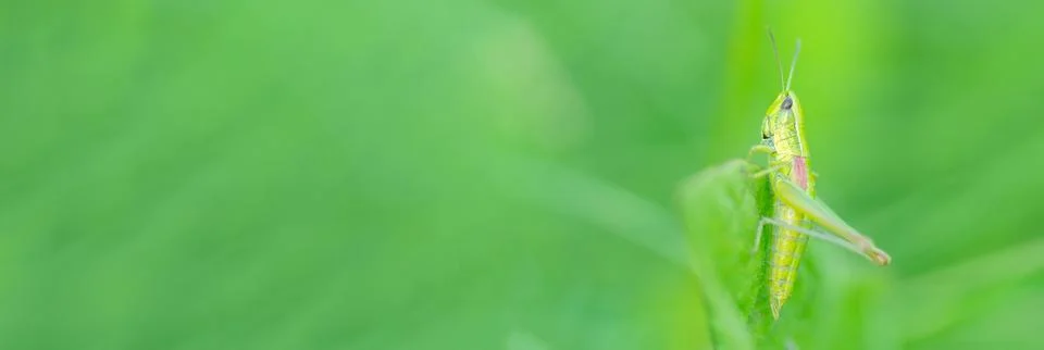 Grasshopper in the grass- close up view. Stock Photos