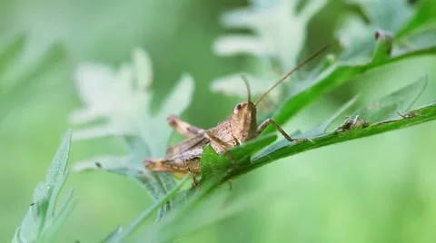 Grasshopper in the grass Stock Footage 1028054
