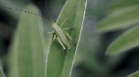 Grasshopper on the grass Video stock 39306872