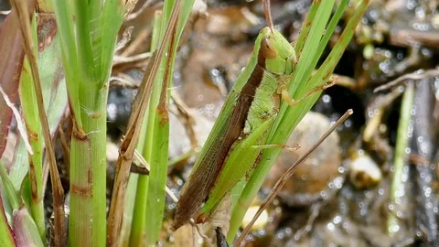 Grasshopper on grass Stock Footage 78705830