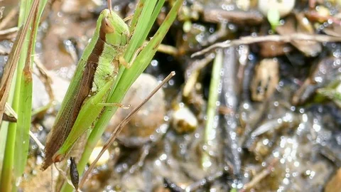 Grasshopper on grass Stock Footage 78705928