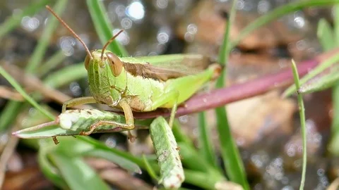 Grasshopper on grass Stock Footage 78705996