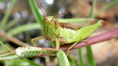 Grasshopper on grass Stock Footage 78706105