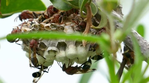Grasshopper on grass Stock Footage 78706825