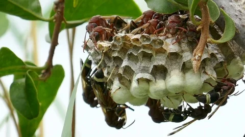 Grasshopper on grass Stock Footage 78706906