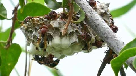 Grasshopper on grass Stock Footage 78706953