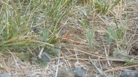 Grasshopper in the Grass Stock Footage 90146999