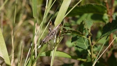 Grasshopper in the grass Stock Footage 113626968