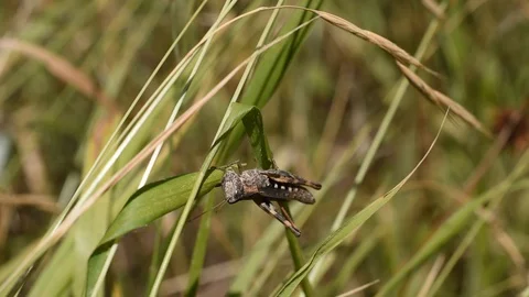 Grasshopper in the grass Stock Footage 113627033