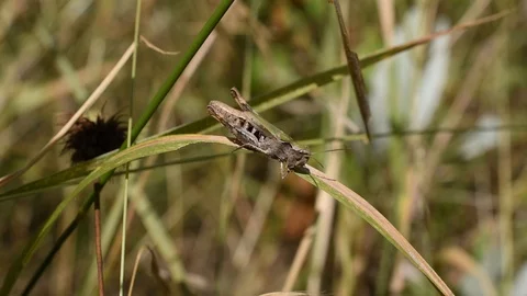 Grasshopper in the grass Stock Footage 113627063