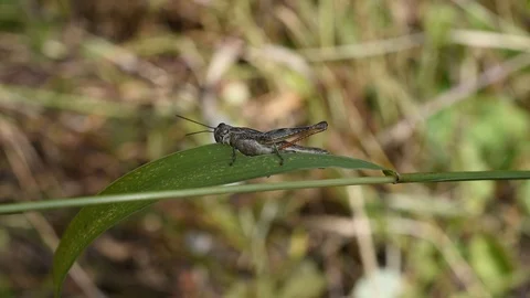 Grasshopper in the grass Stock Footage 113627085