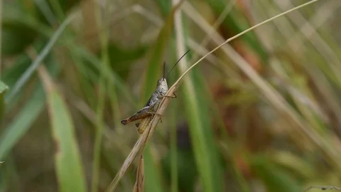 Grasshopper in the grass Stock Footage 113627172