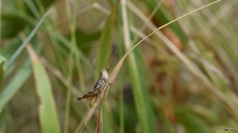 Grasshopper in the grass Stock Footage 113627319