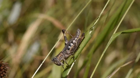 Grasshopper in the grass Stock Footage 113631378