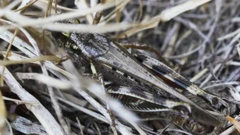 Grasshopper in grass Video stock 171425506