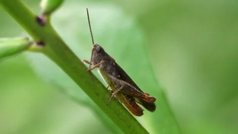 Grasshopper in the grass 스톡 동영상 246885353