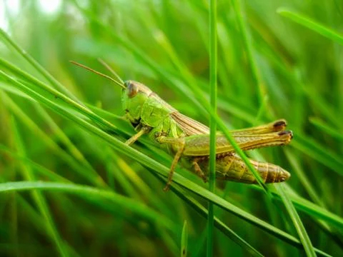 Grasshopper in the grass on a hot summer day Stock Photos
