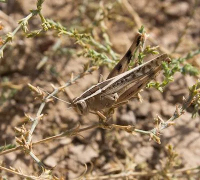 Grasshopper in the grass. macro Stock Photos