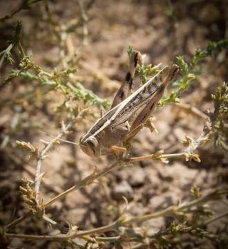 Grasshopper in the grass. macro Stock Photos