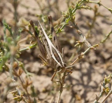 Grasshopper in the grass. macro Stock Photos