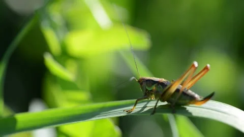 Grasshopper in grass on meadow. Stock Footage 135369966