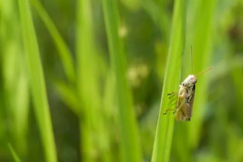 Grasshopper on grass Stock Photos