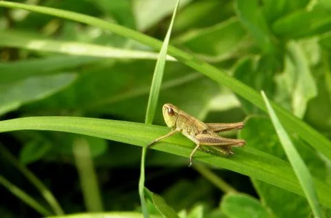 Grasshopper on a grass 스톡 사진