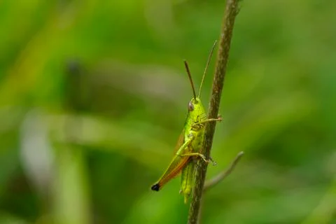 Grasshopper in the grass Stock Photos