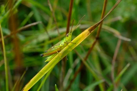 Grasshopper in the grass Stock Photos