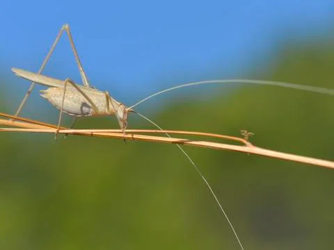 Grasshopper on grass Stock Photos
