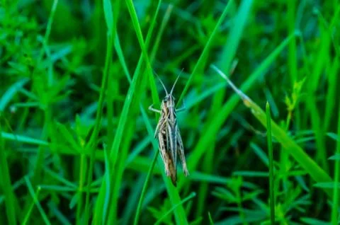  Grasshopper on the grass Stock Photos