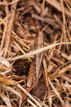 Grasshopper in the grass Stock Photos