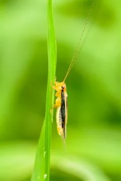 Grasshopper on the grass Foto stock