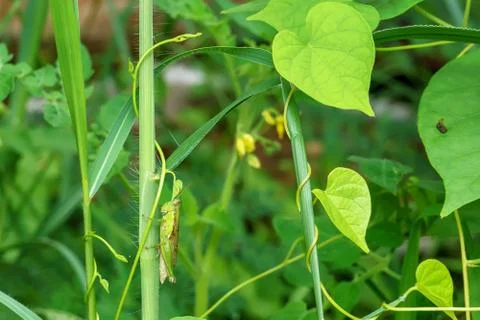 Grasshopper on the grass Stock Photos