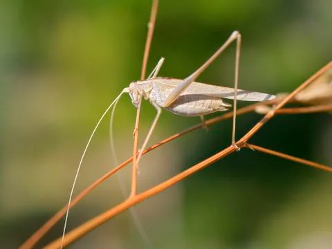 Grasshopper on grass Stock-Fotos