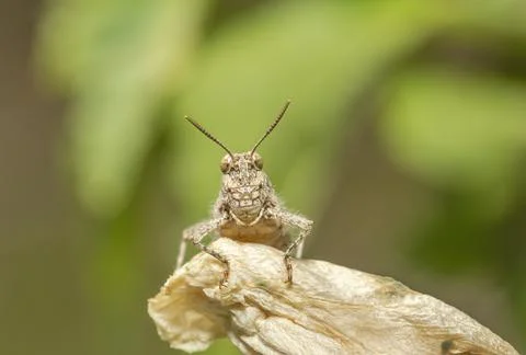 Grasshopper on the grass Stock Photos