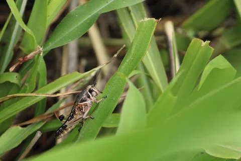 Grasshopper in the grass Foto stock