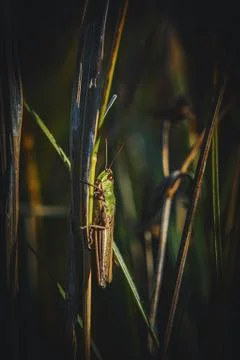 Grasshopper on Grass Side View Foto stock