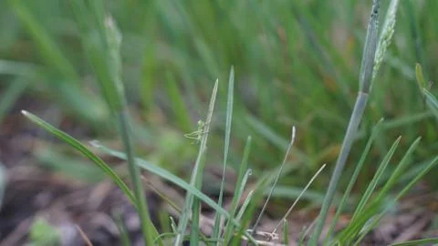 Grasshopper in the grass on a springday, summer Stock Photos