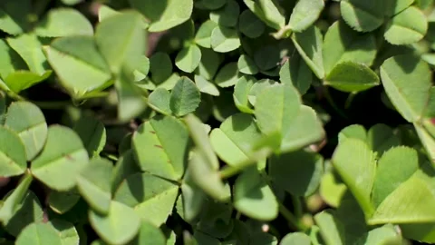 Grasshopper Great green bush-cricket (Tettigonia viridissima) male is on a green 스톡 동영상 133860053