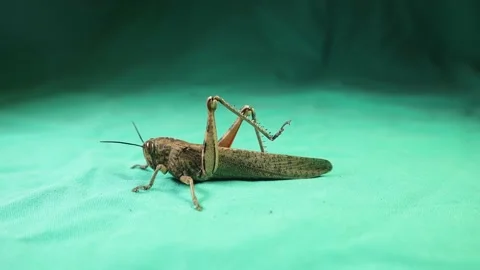 Grasshopper on a green background. grasshopper isolated. entomology. Insect Stock Footage 146211005