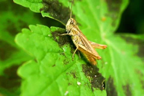 Grasshopper on a green background Stock Photos