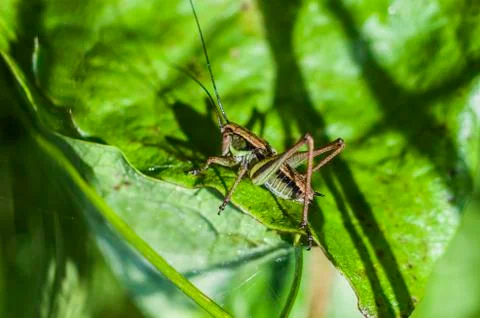 Grasshopper on a green blurred background. Stock Photos