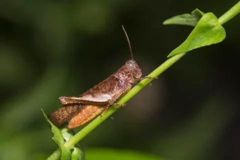 Grasshopper on the green branches. Stock Photos