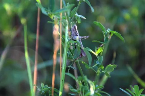 Grasshopper in green environment Fotos de archivo