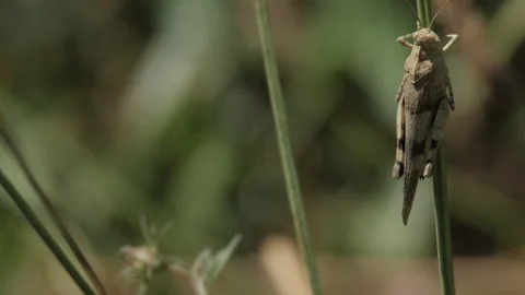 Grasshopper on the Green Stock Footage 135843330